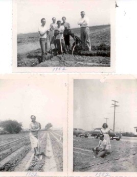 Breaking Ground In The Cabbage Patch, 1952